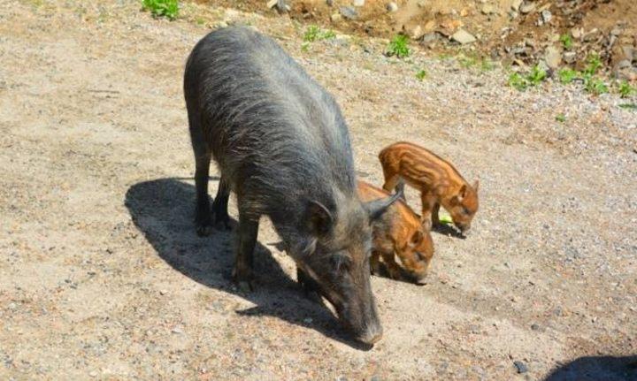 sangliers petition actu nuc performance 20251